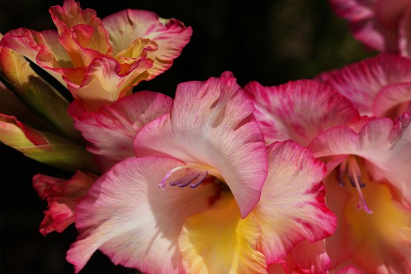Gladiolus Flowers Delight by Joy Watson